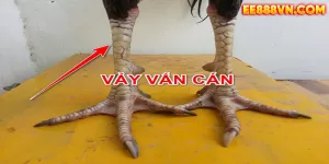 Vảy Gà Vấn Cán - Bí Mật Luận Giải Chiến Kê Đẳng Cấp | EE88