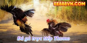 Đá Gà Trực Tiếp Thomo | Đá Gà Campuchia Sv388 | EE88