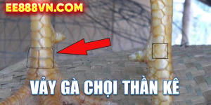 Vảy Gà Chọi Thần Kê - Bí Mật Sức Mạnh Vô Địch Của Chiến Kê | EE88